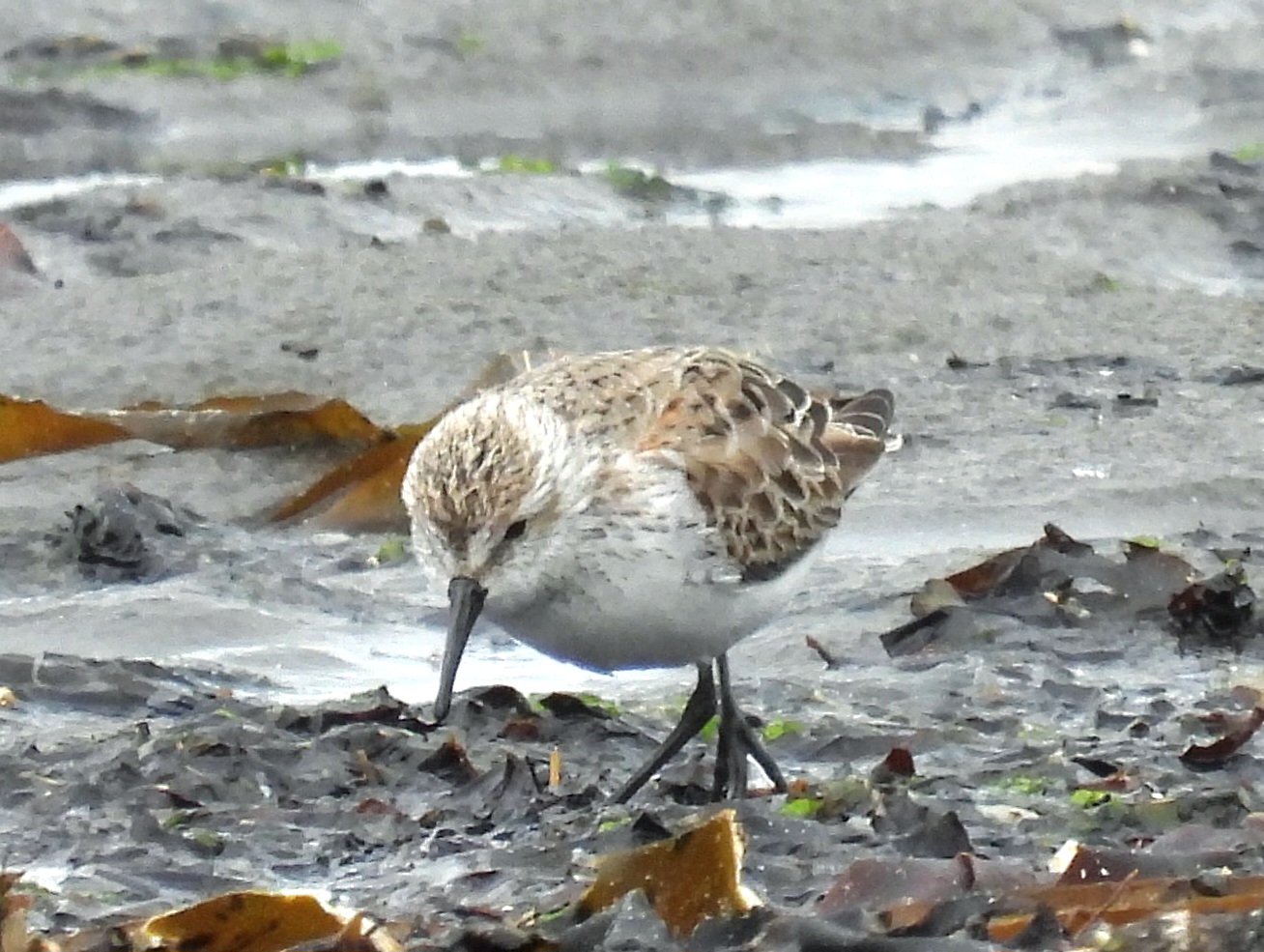 Western Sandpiper 