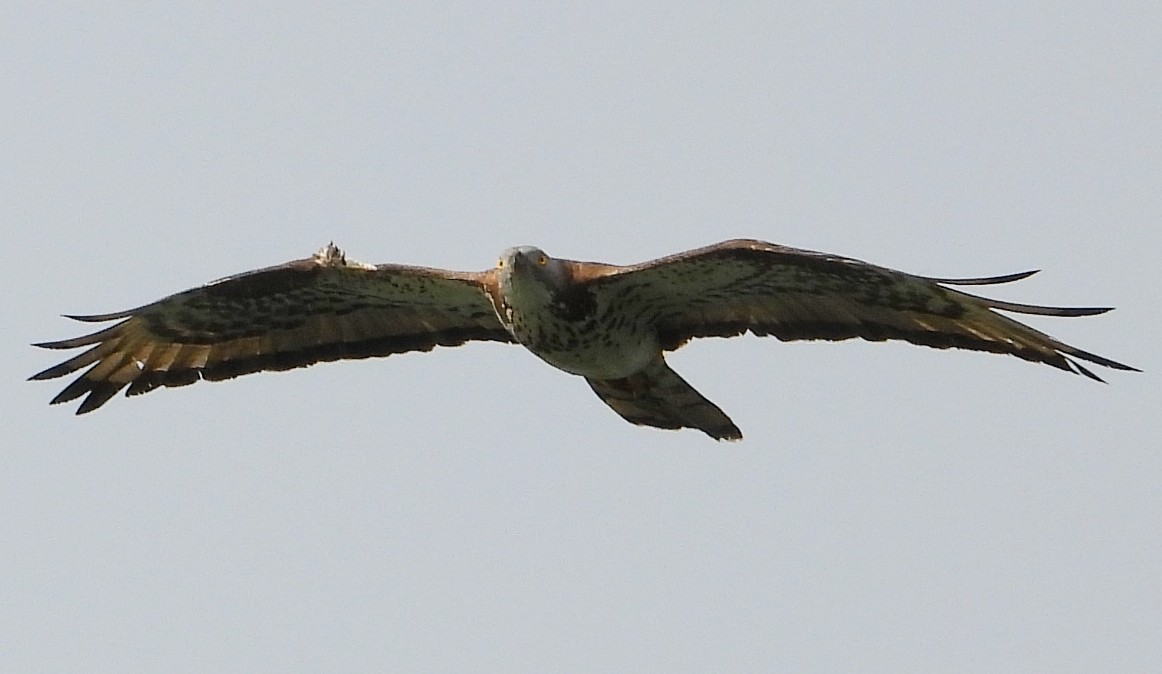 Honey Buzzard