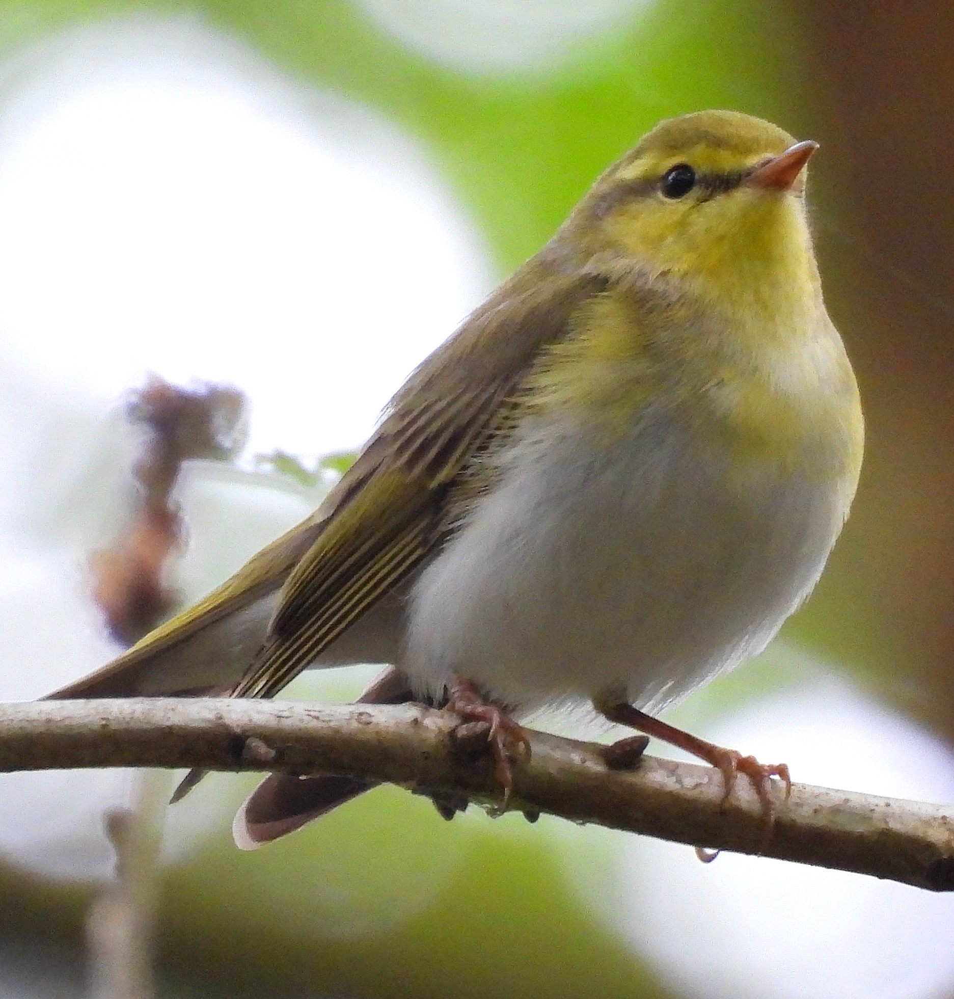 Wood Warbler