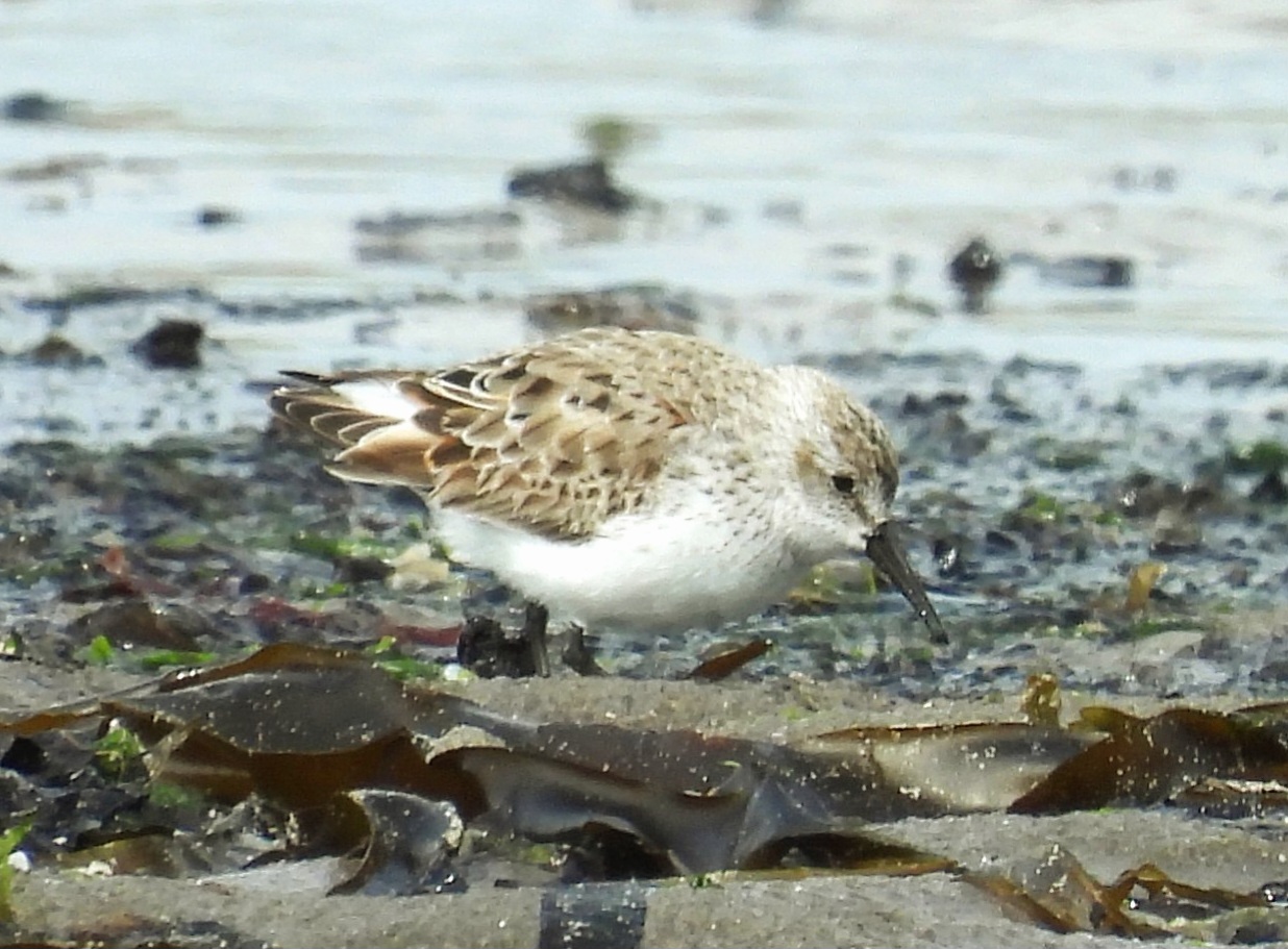 Western Sandpiper