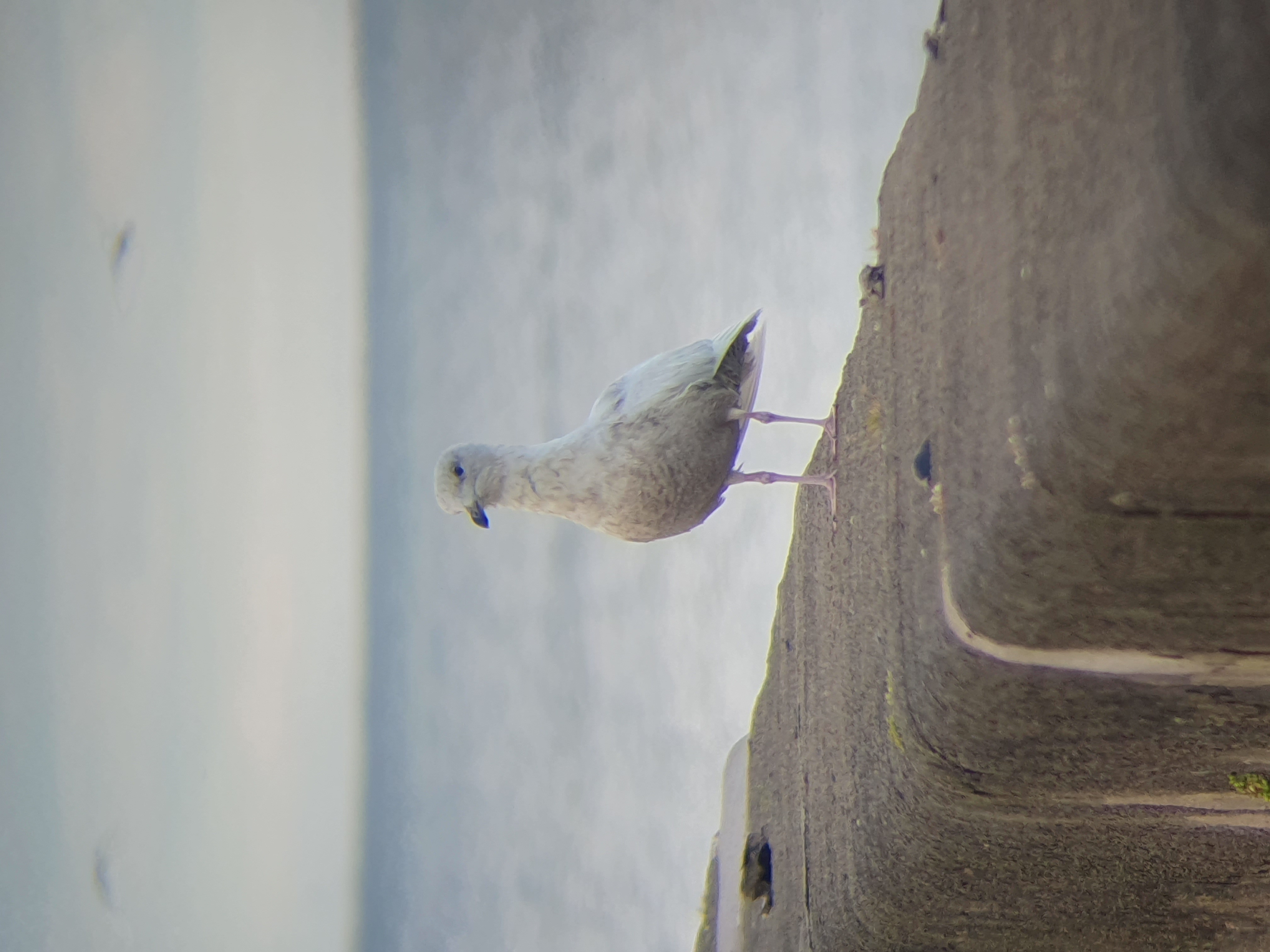 Iceland Gull