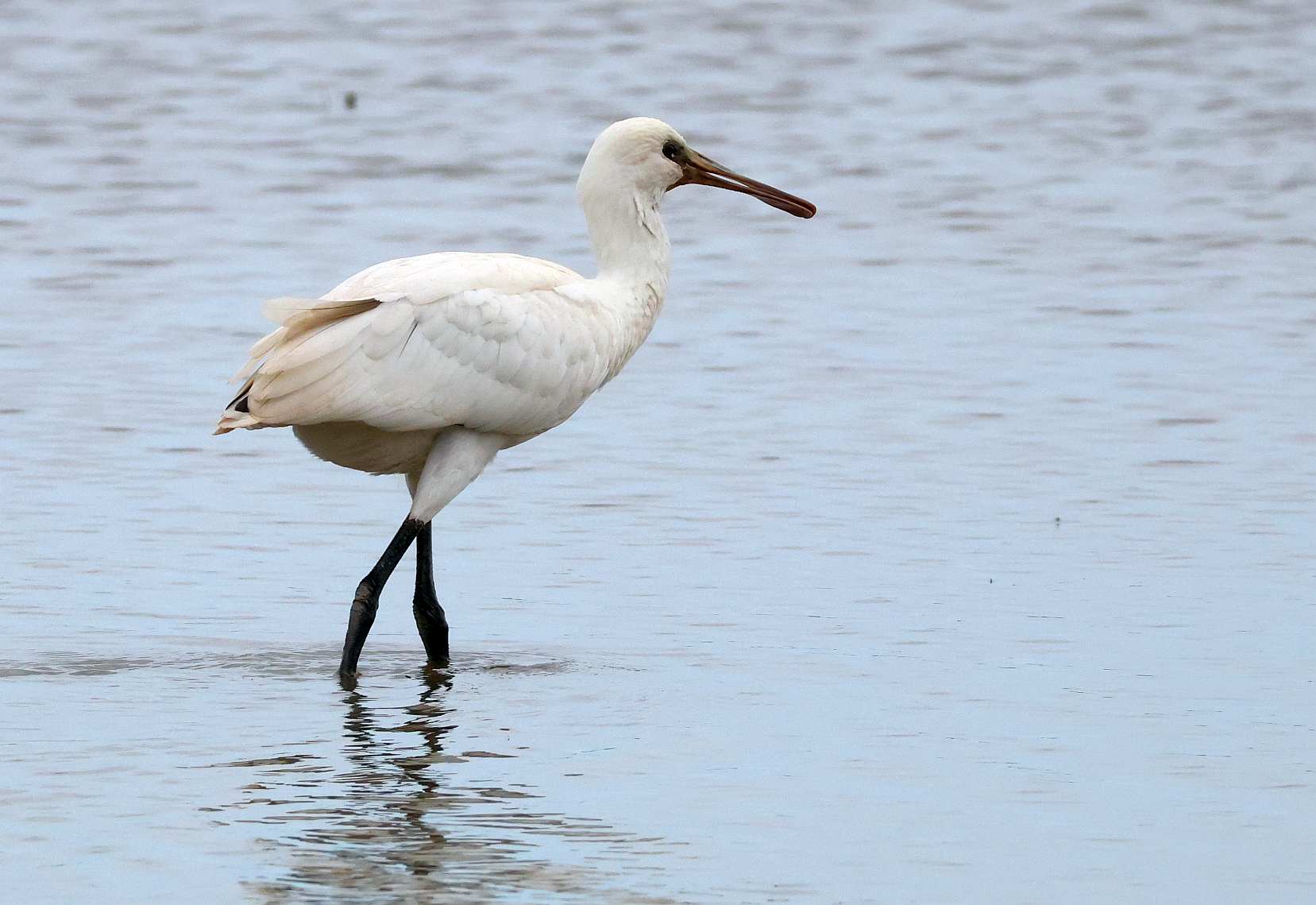 Spoonbill
