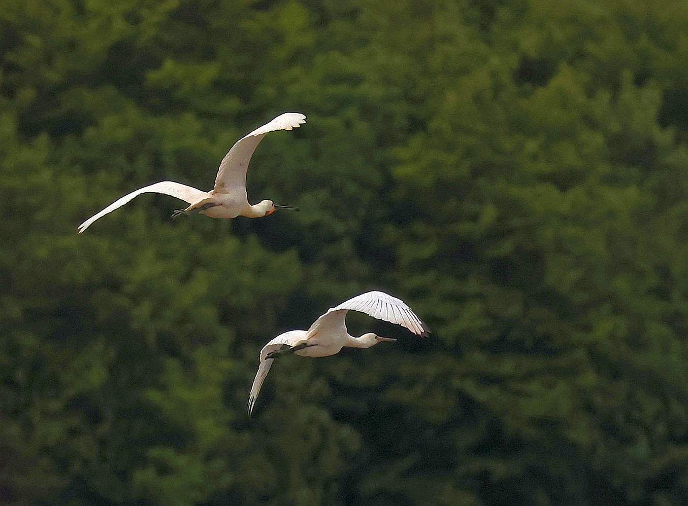 Spoonbill