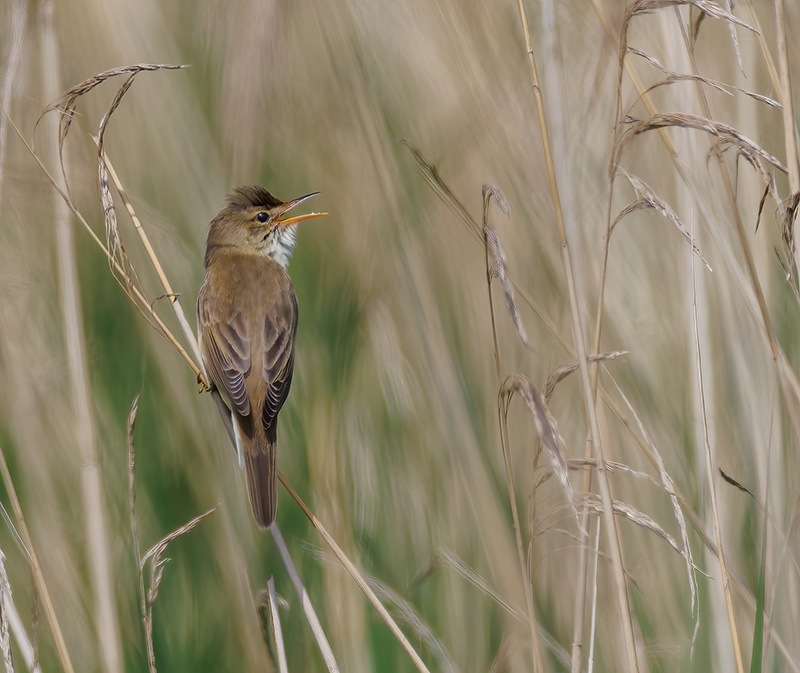 Marsh Warbler