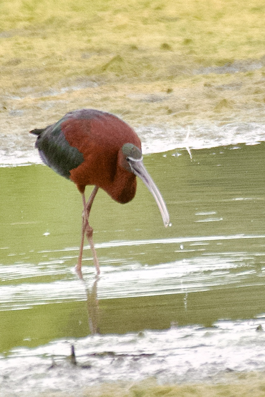 Glossy Ibis