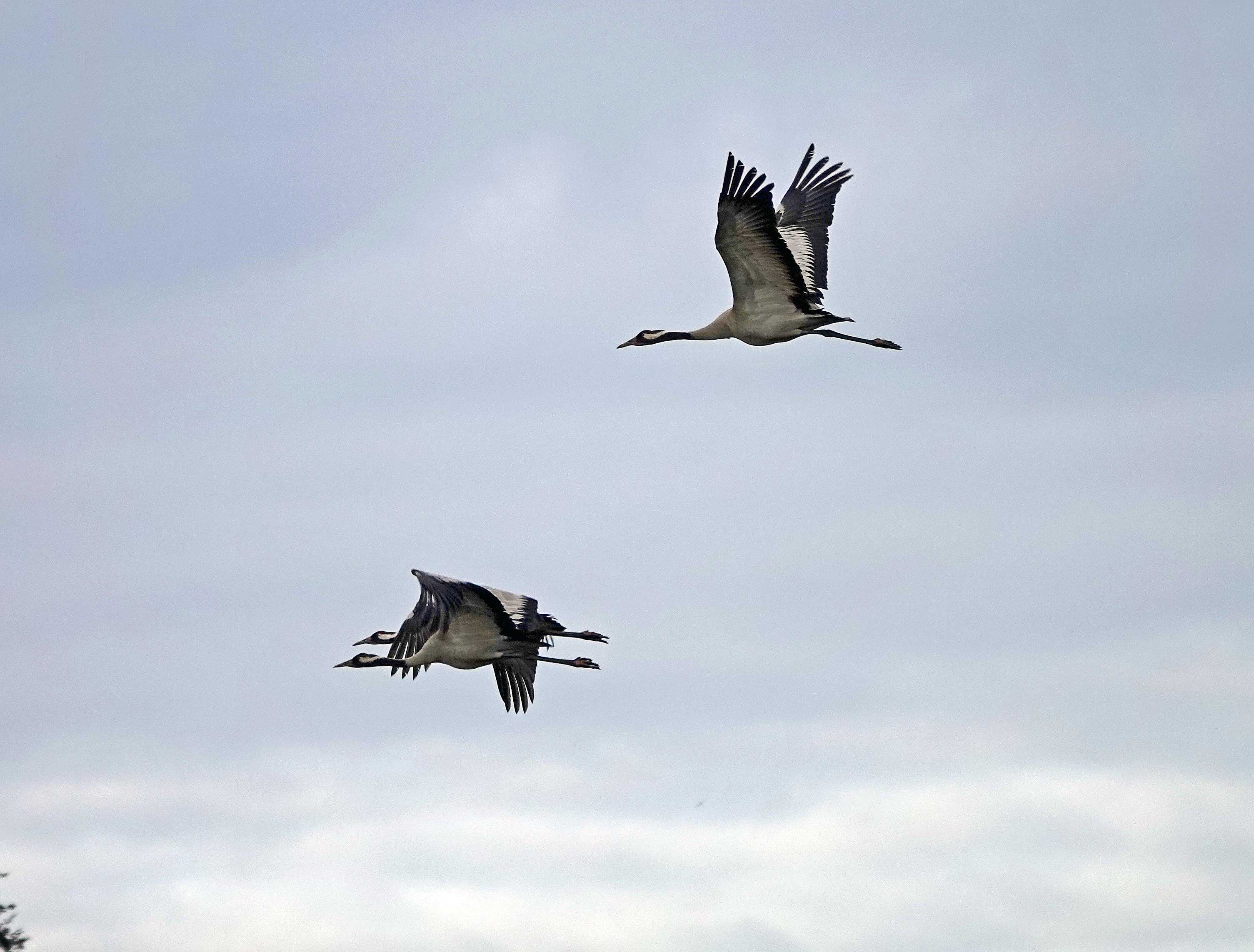 Common Crane