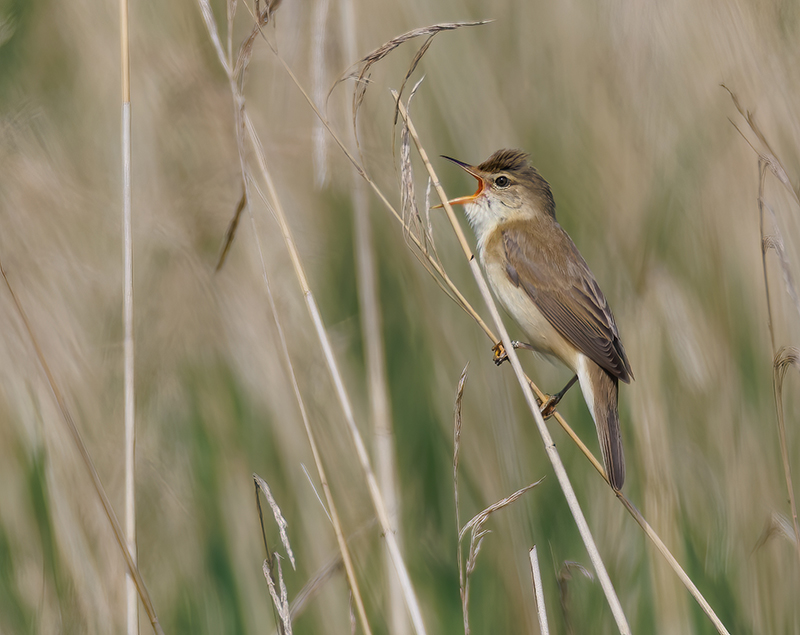 Marsh Warbler