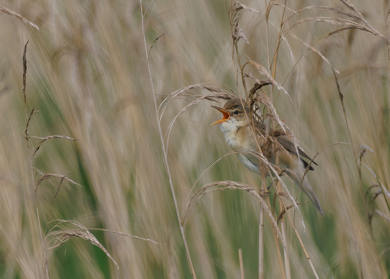 Marsh Warbler