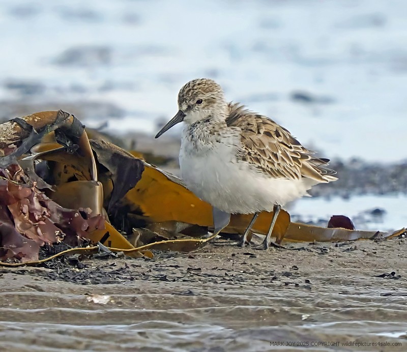 Western Sandpiper