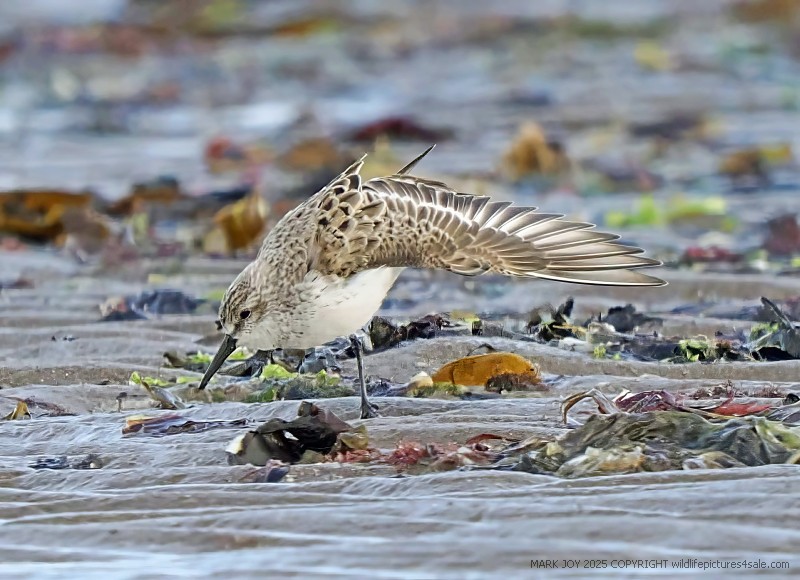 Western Sandpiper