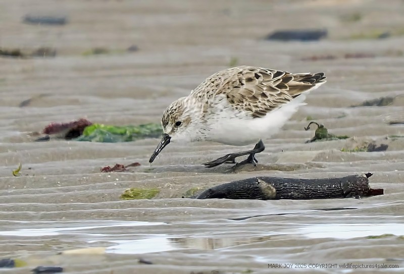 Western Sandpiper
