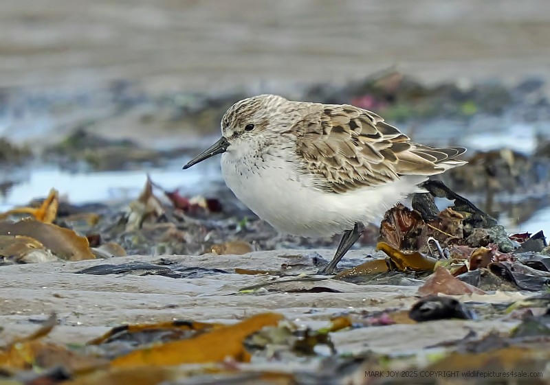 Western Sandpiper