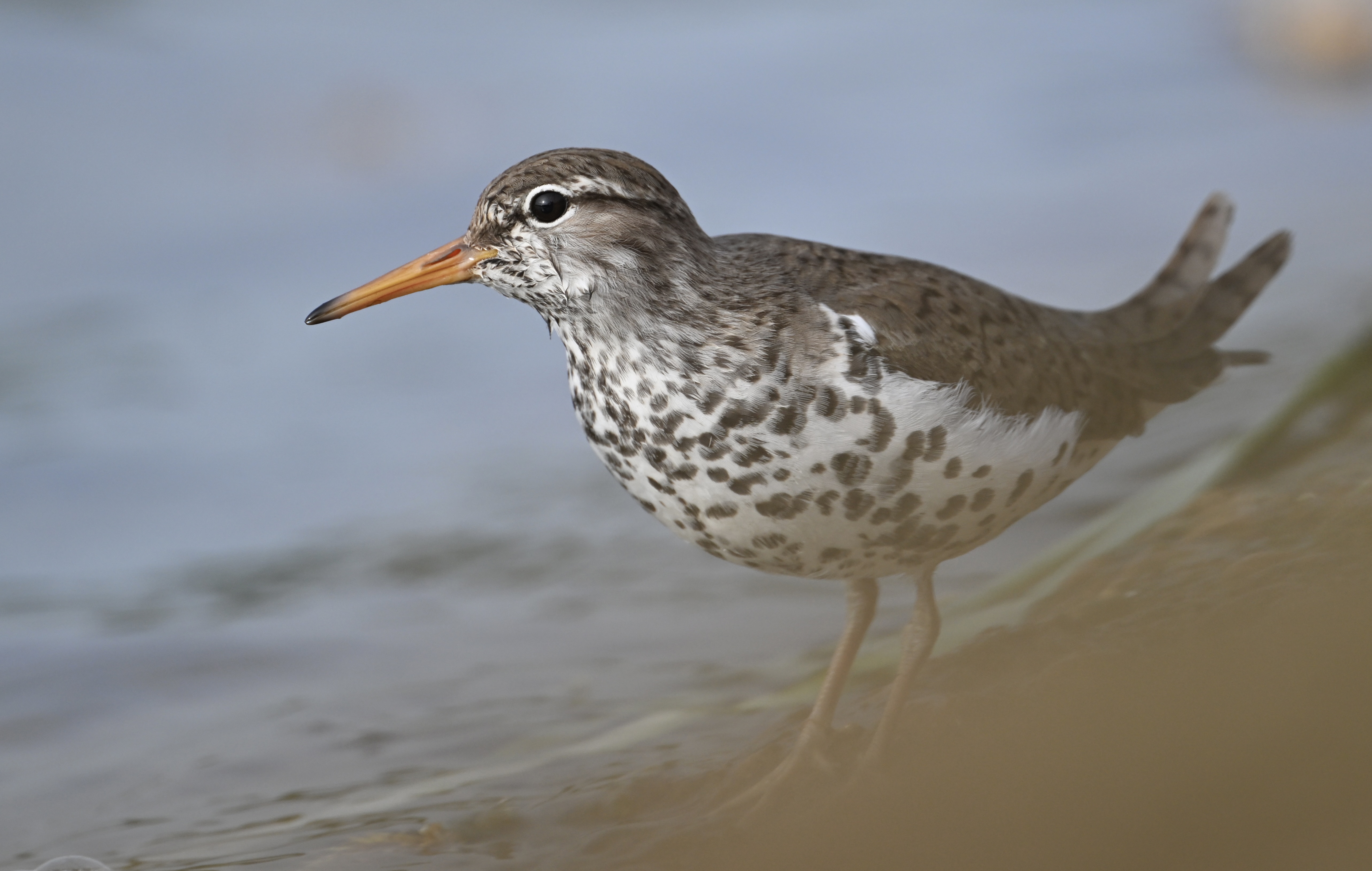 Spotted Sandpiper