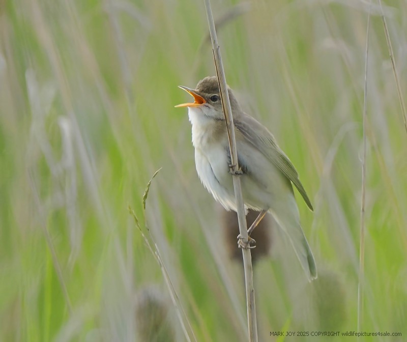 Marsh Warbler