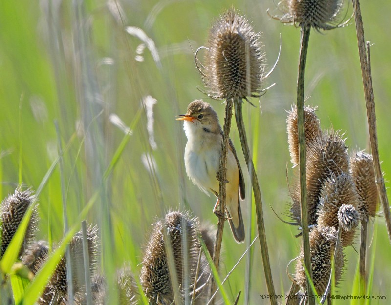 Marsh Warbler