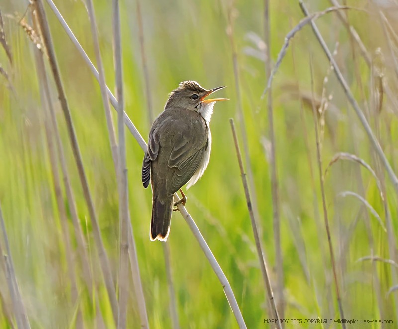 Marsh Warbler