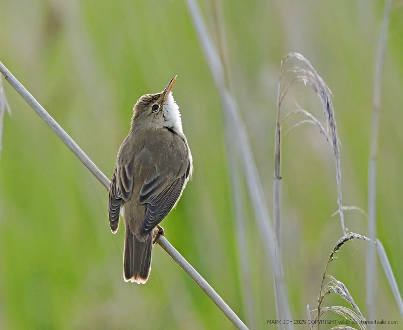 Marsh Warbler