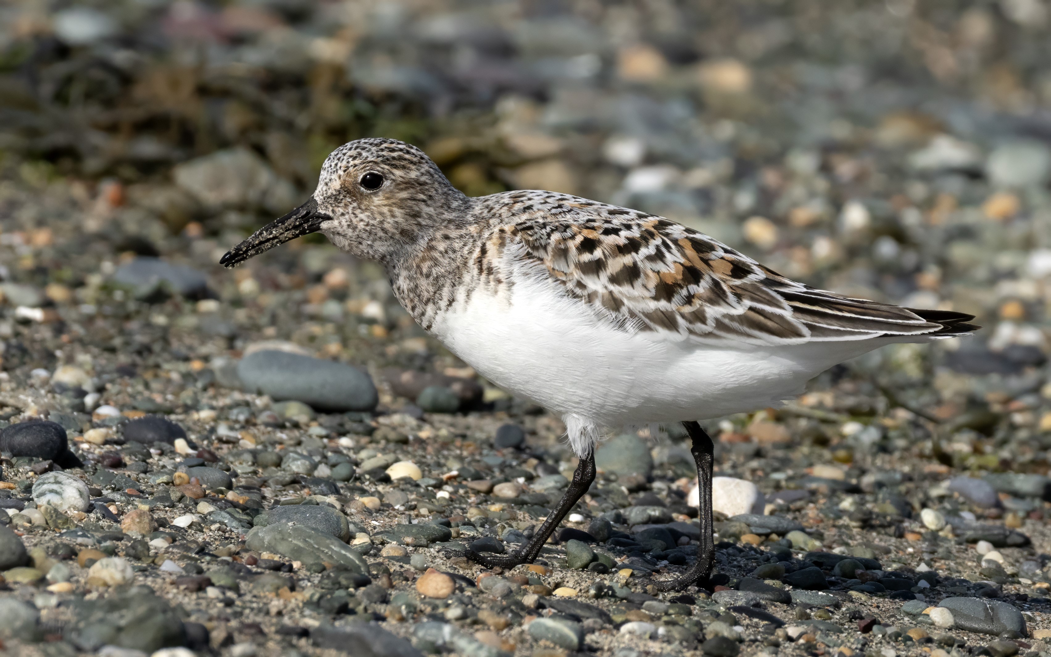 Sanderling