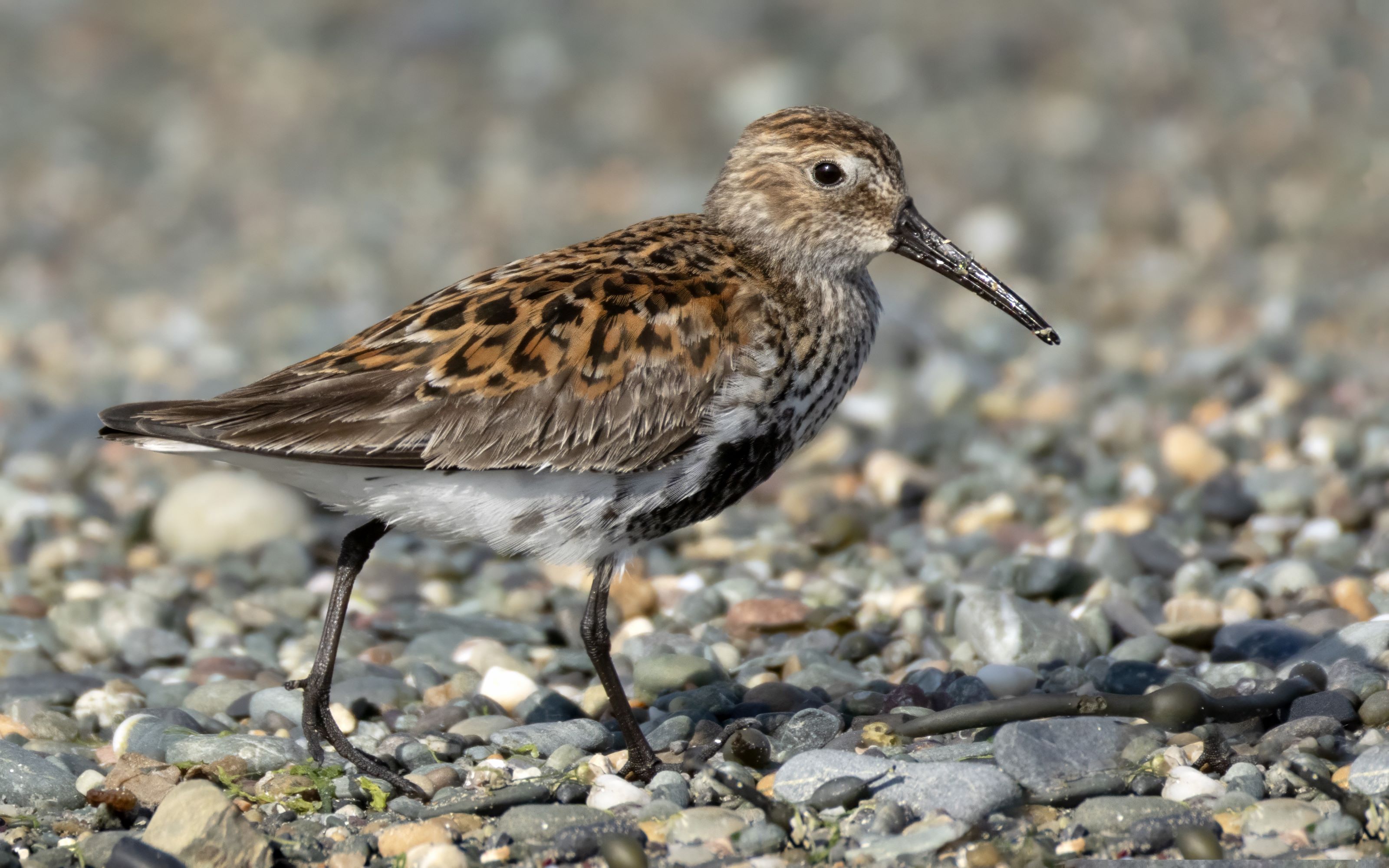 Dunlin