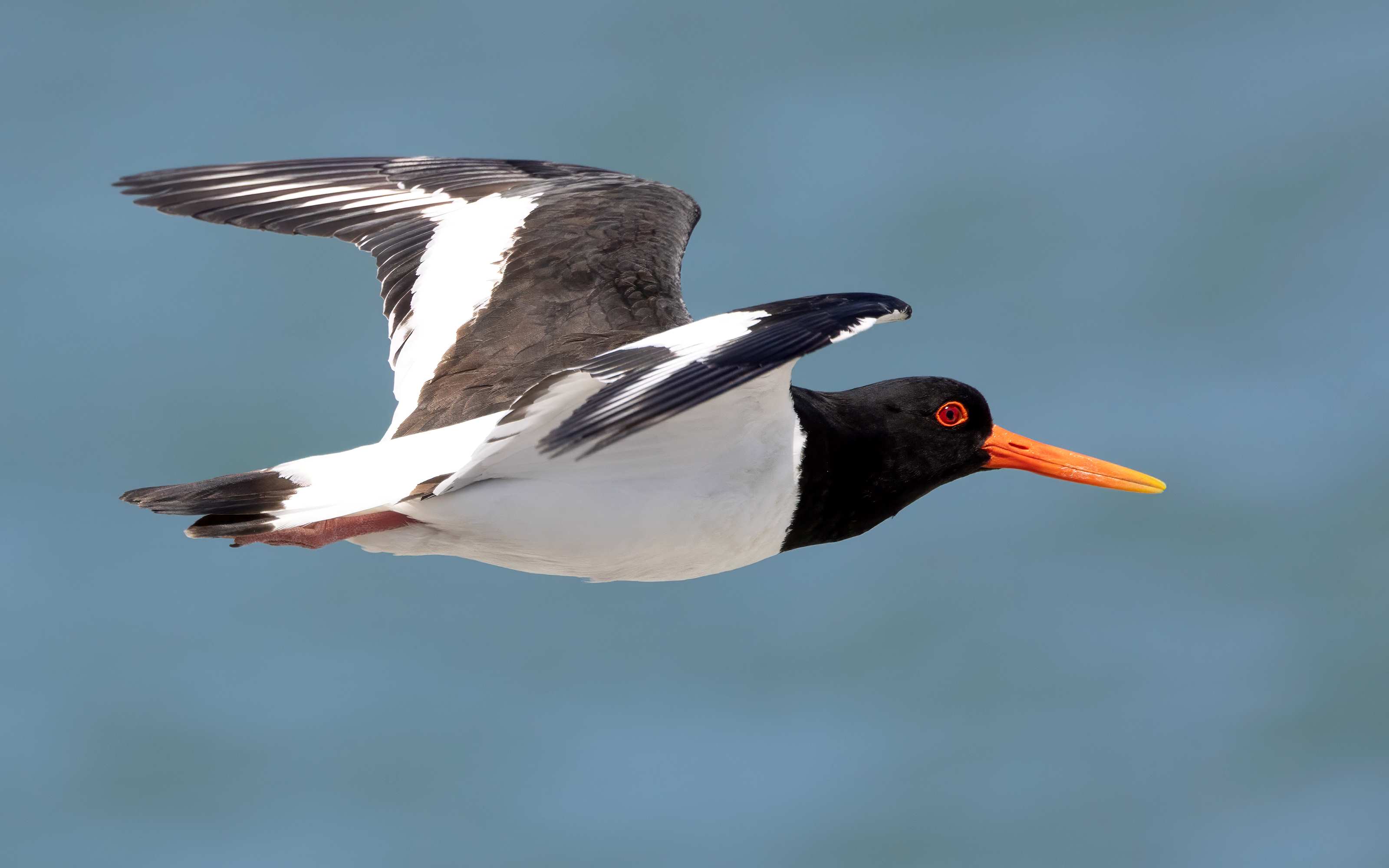 Oystercatcher