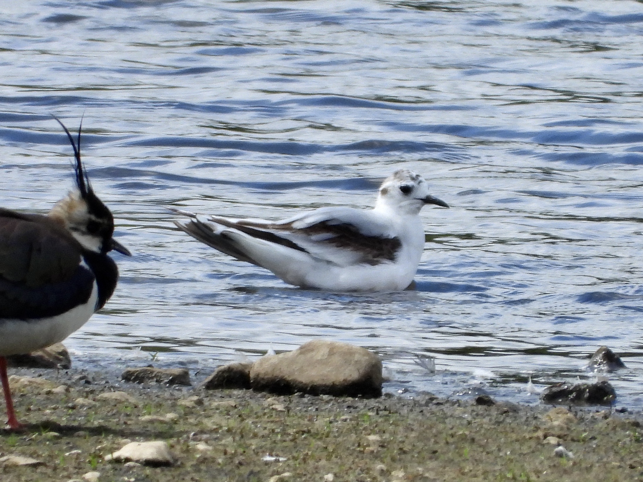 Little Gull