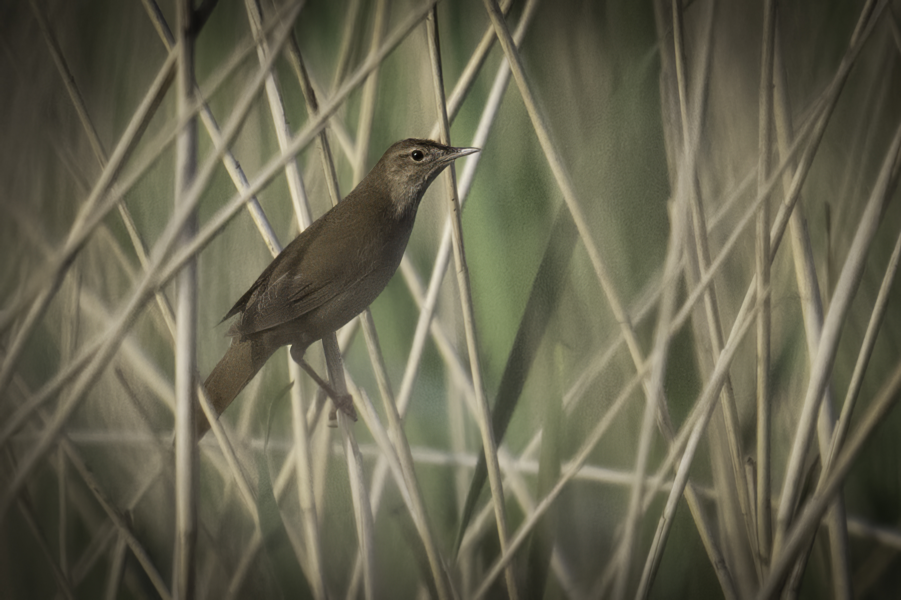 Savi's Warbler