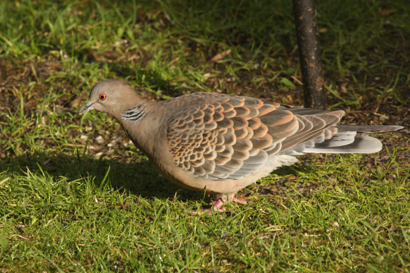 Rufous Turtle Dove