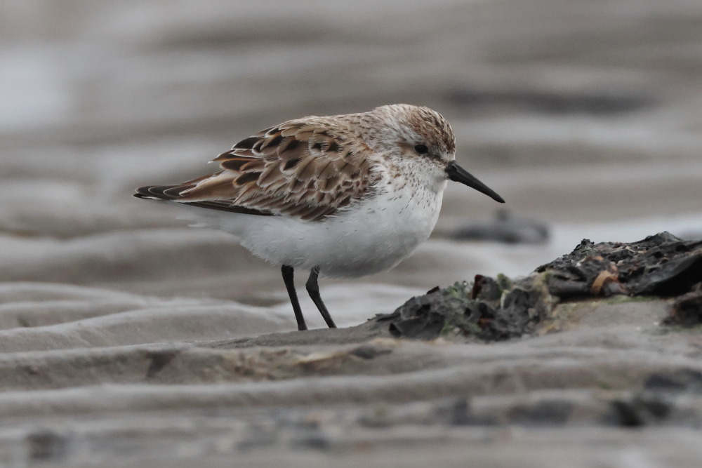 Western Sandpiper