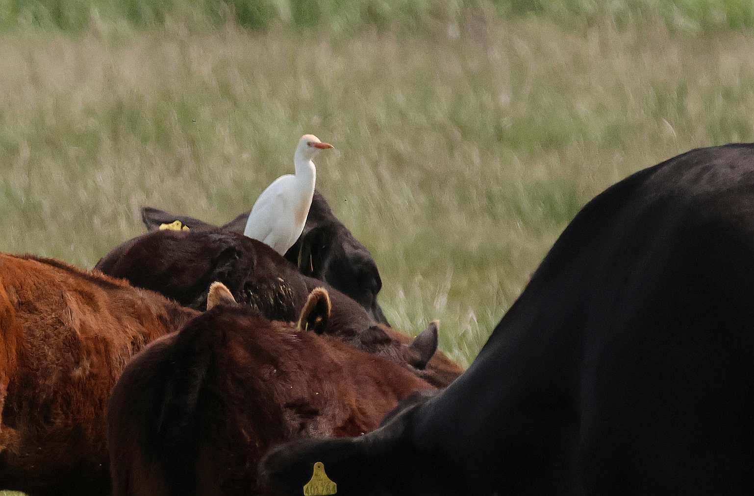 Cattle Egret