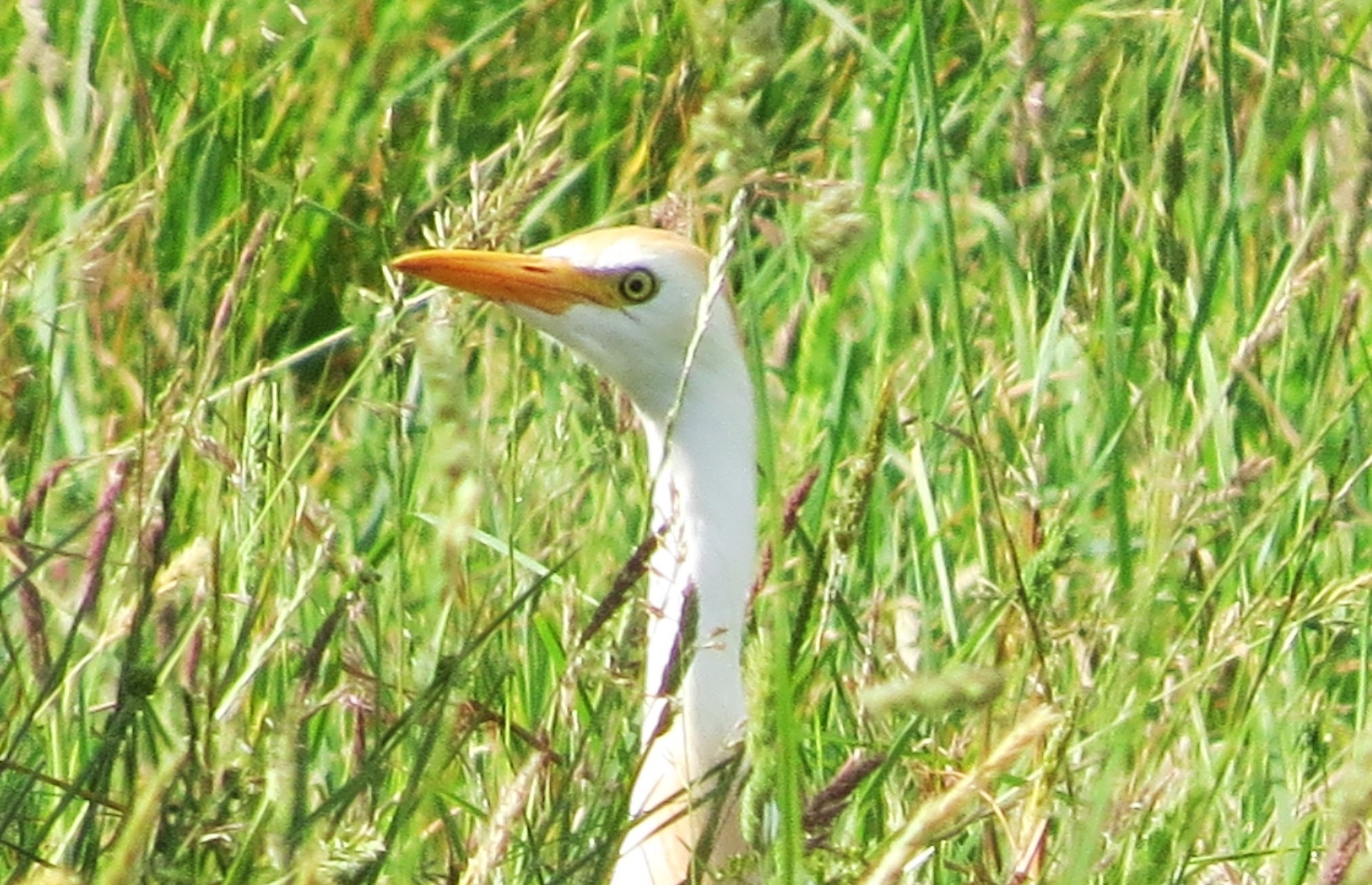 Cattle Egret