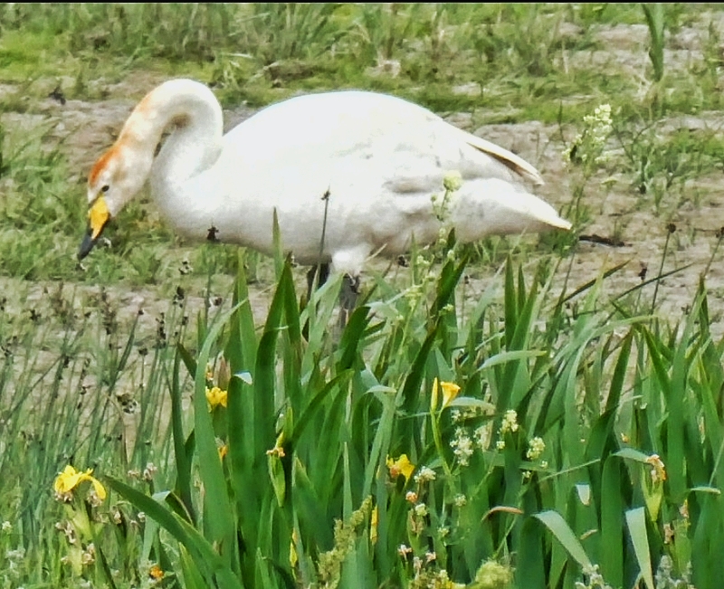 Bewick's Swan