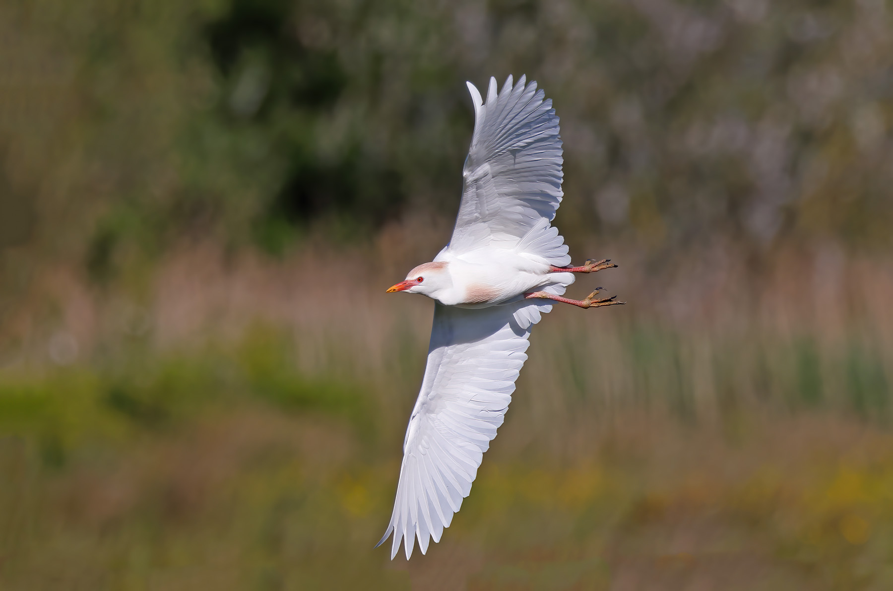 Cattle Egret