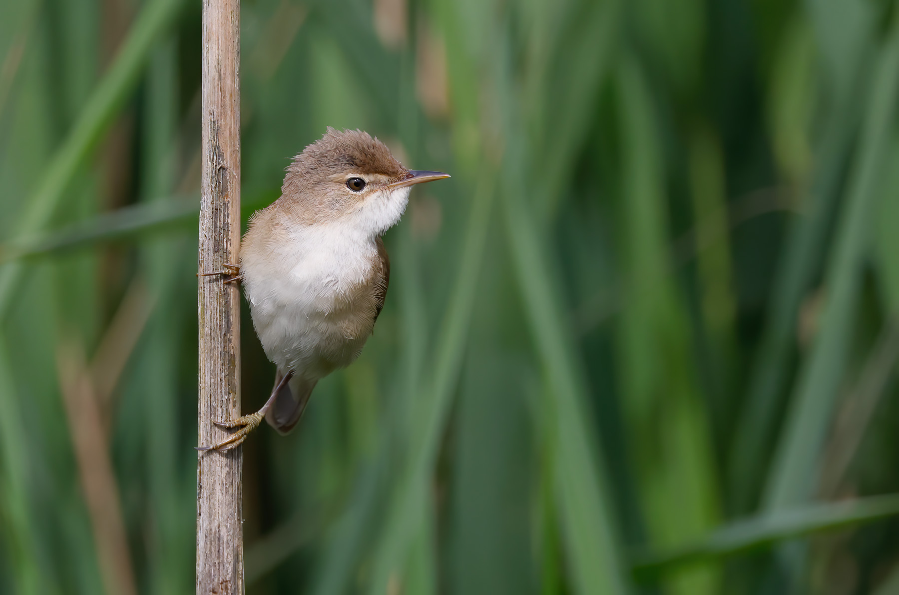 Reed Warbler