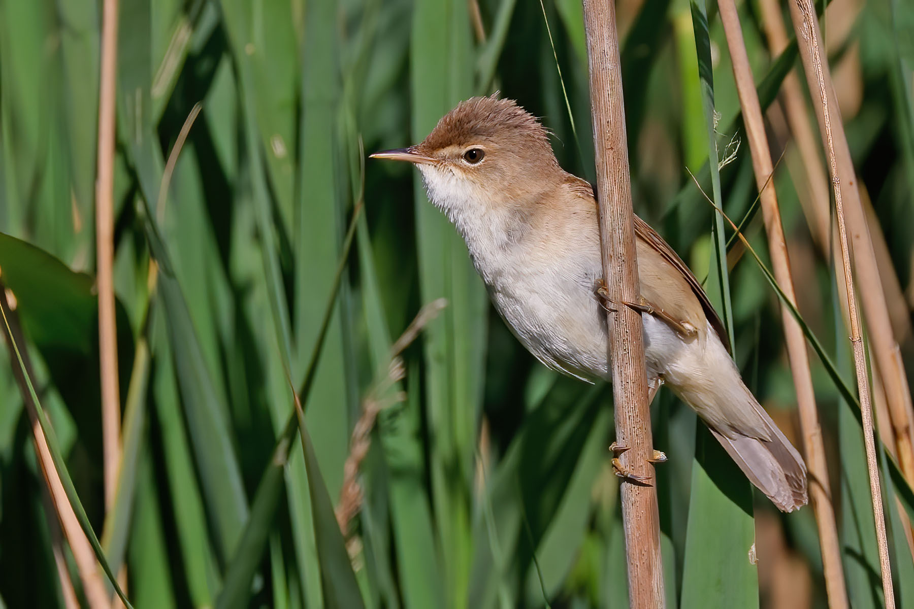 Reed Warbler