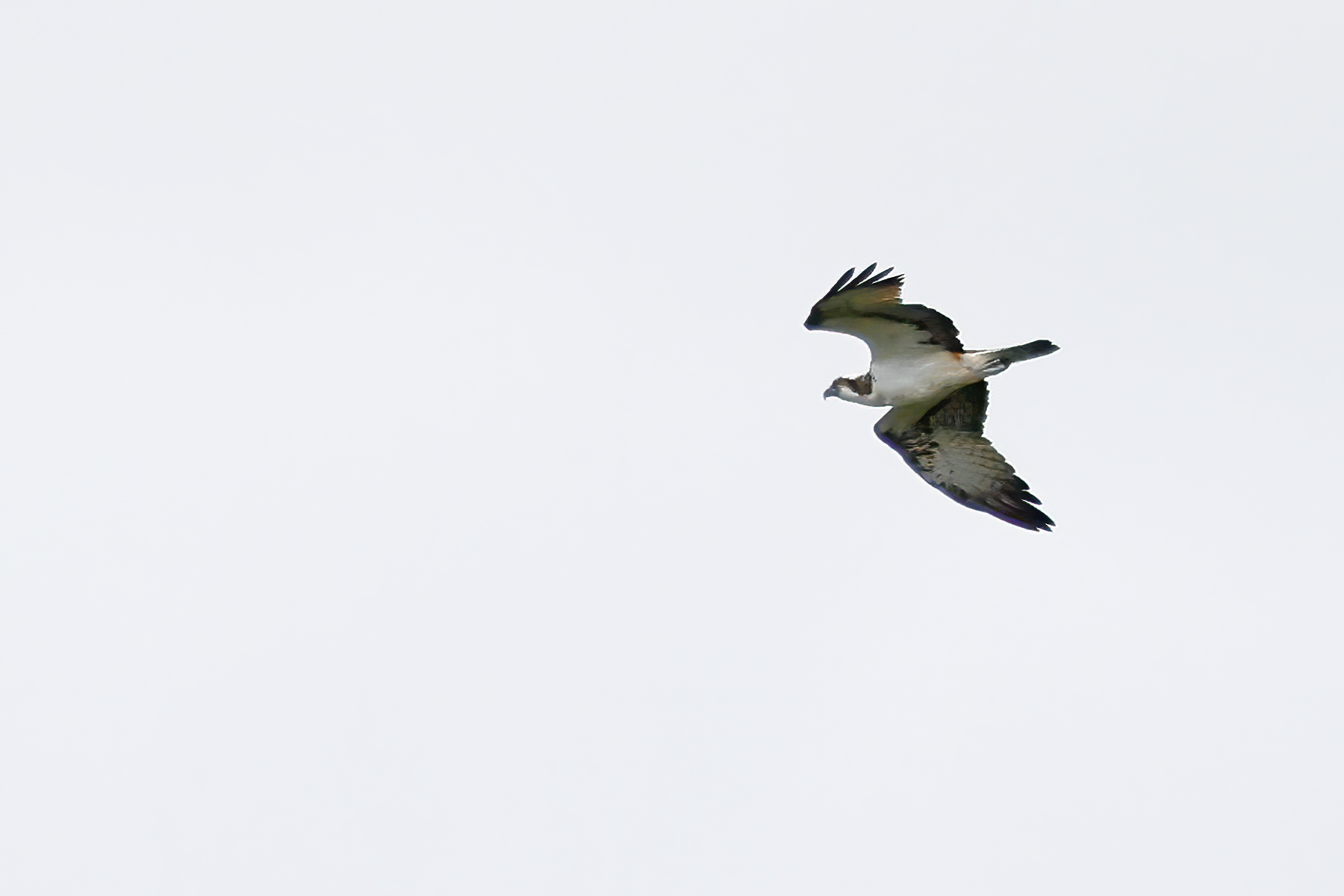 Osprey
