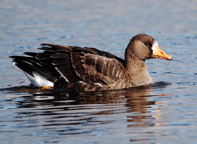 Greenland White-fronted Goose