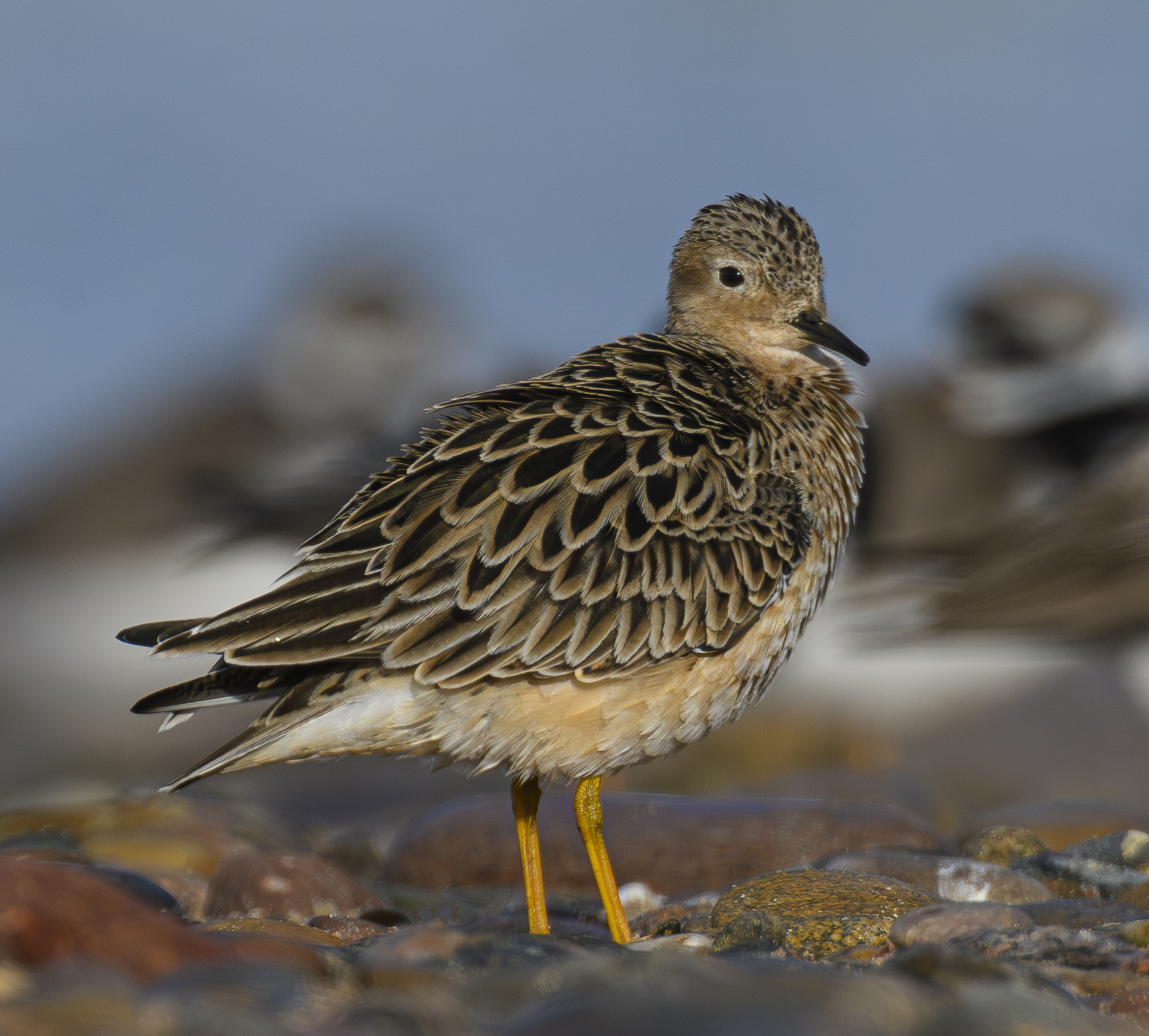 Buff-breasted Sandpiper