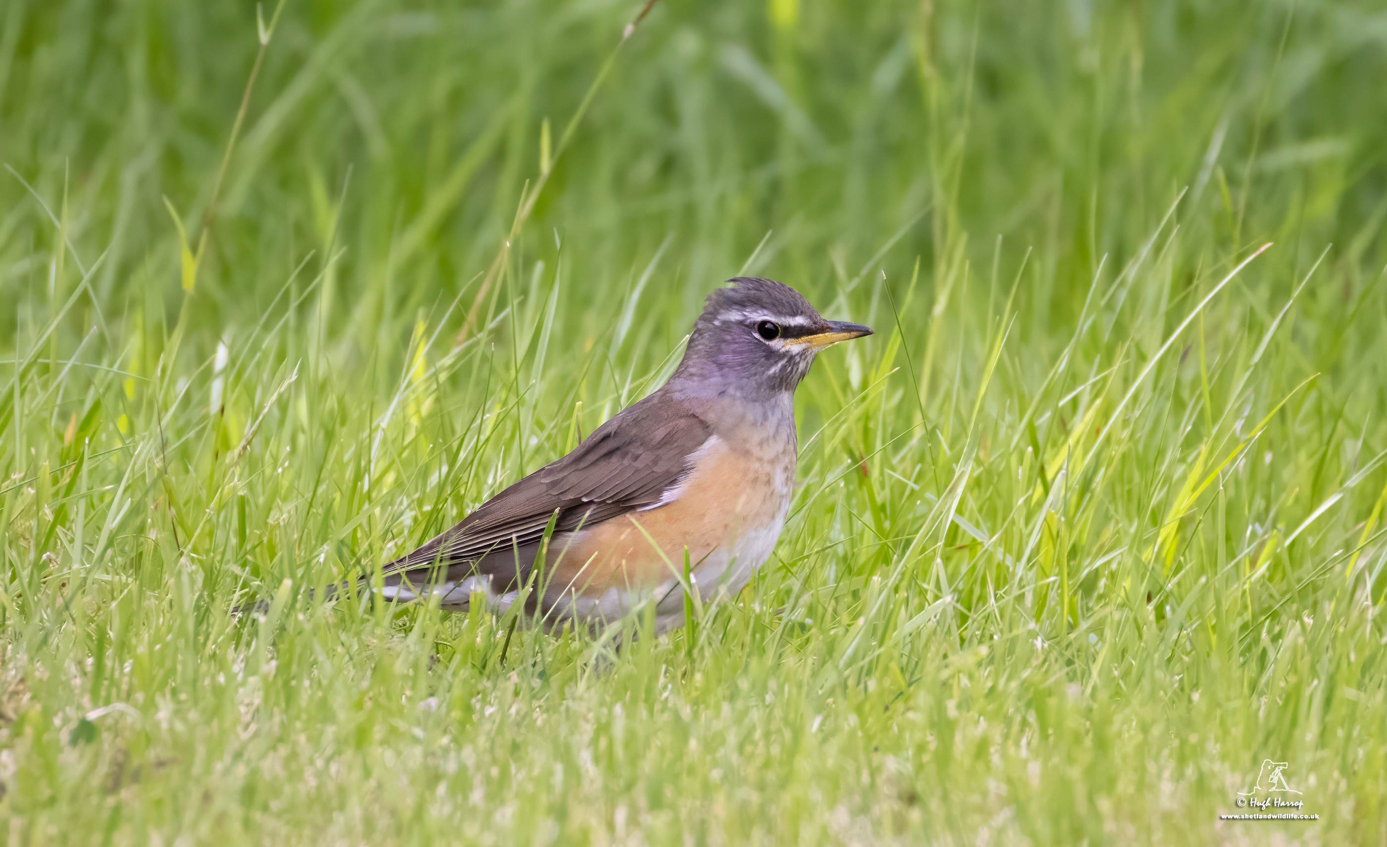 Eyebrowed Thrush