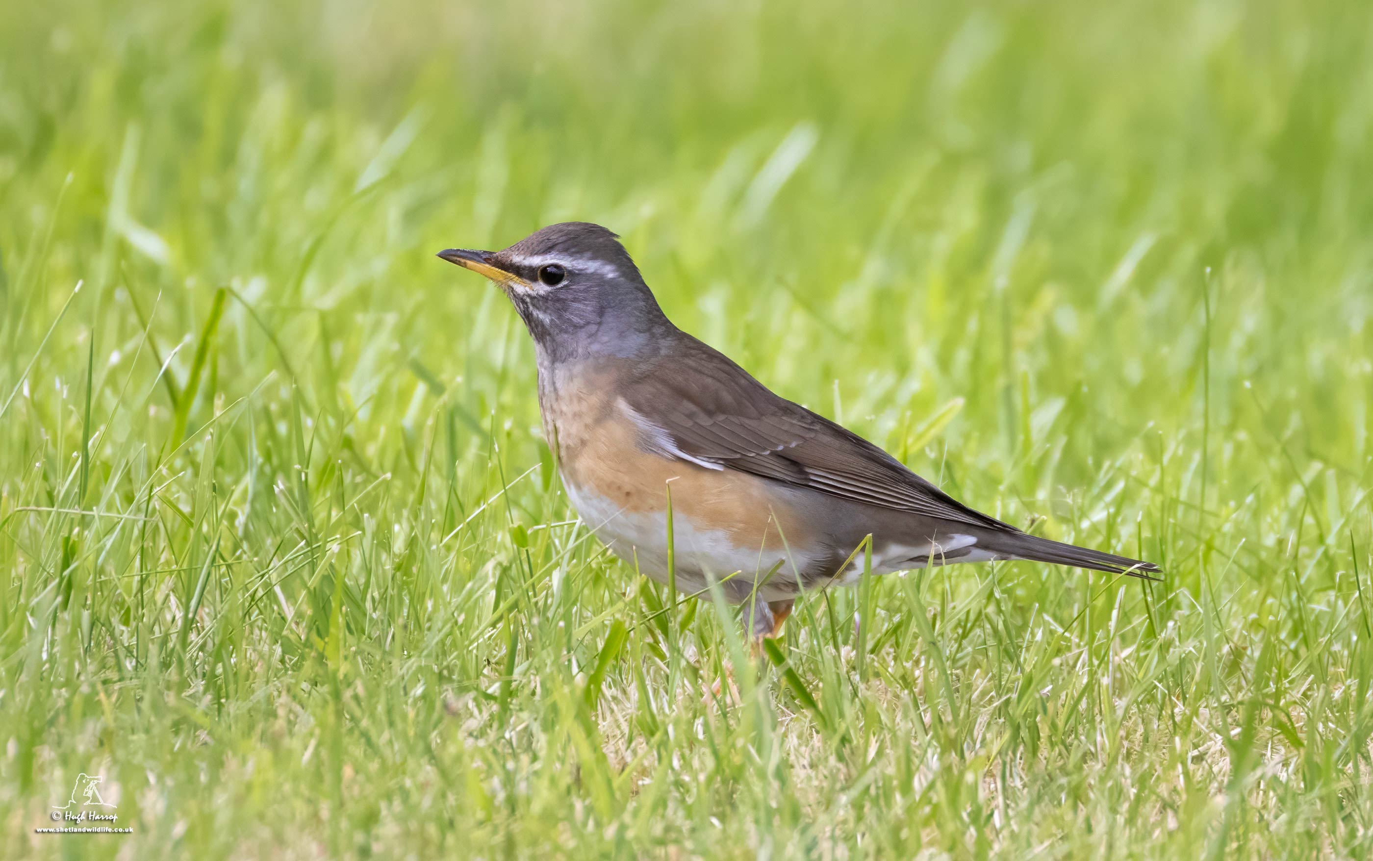 Eyebrowed Thrush