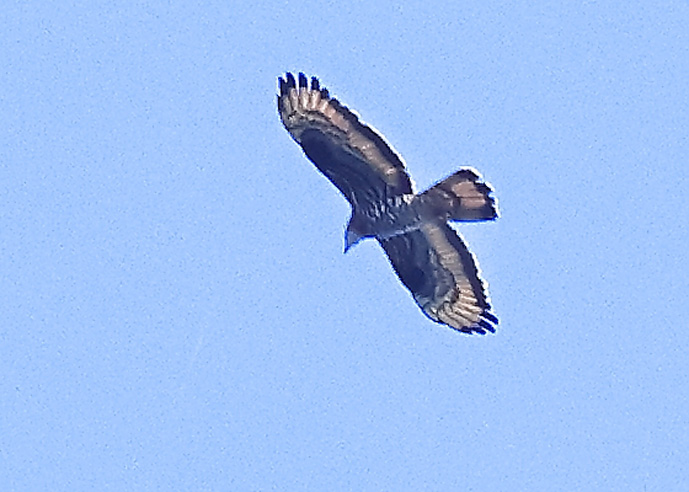 Honey Buzzard