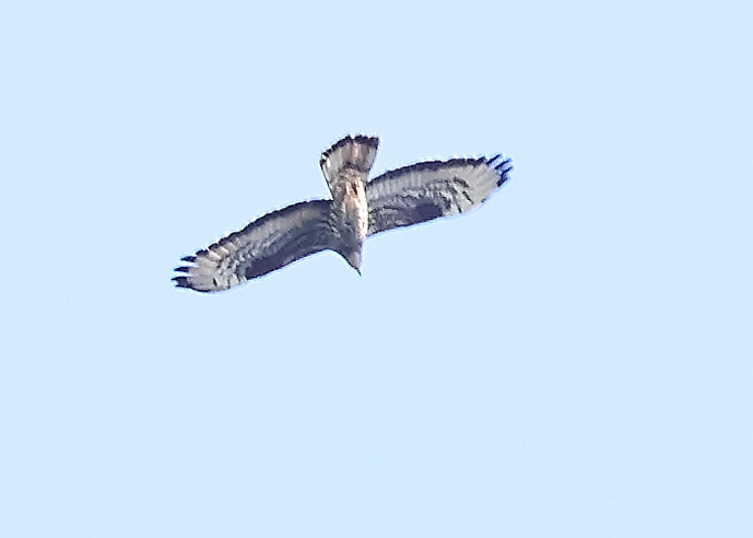 Honey Buzzard