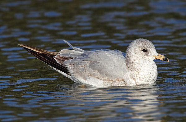 Ring-billed Gull