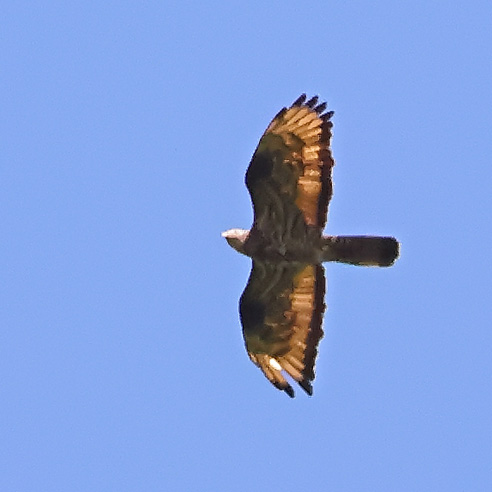 Honey Buzzard