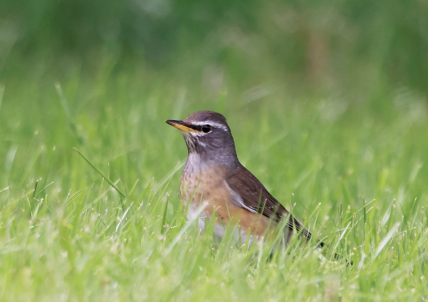 Eyebrowed Thrush