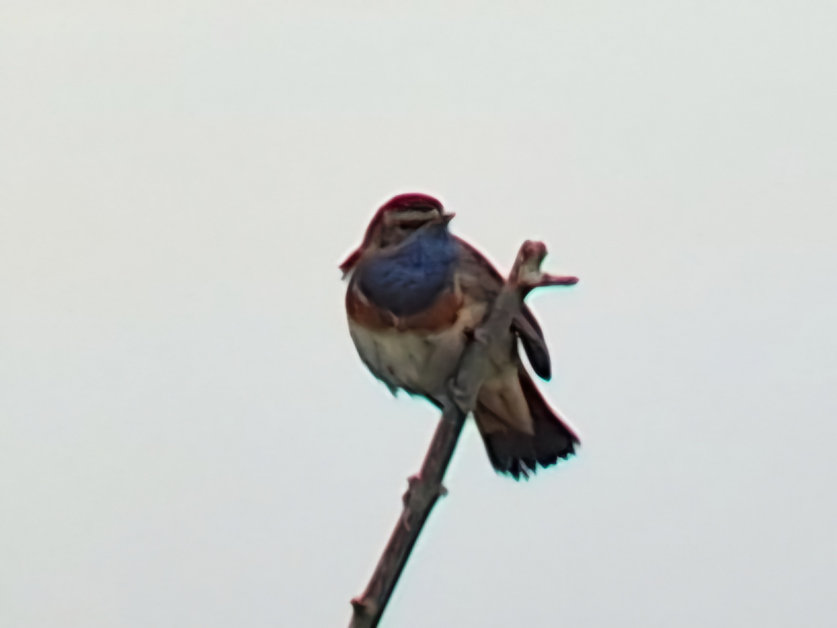 White-spotted Bluethroat