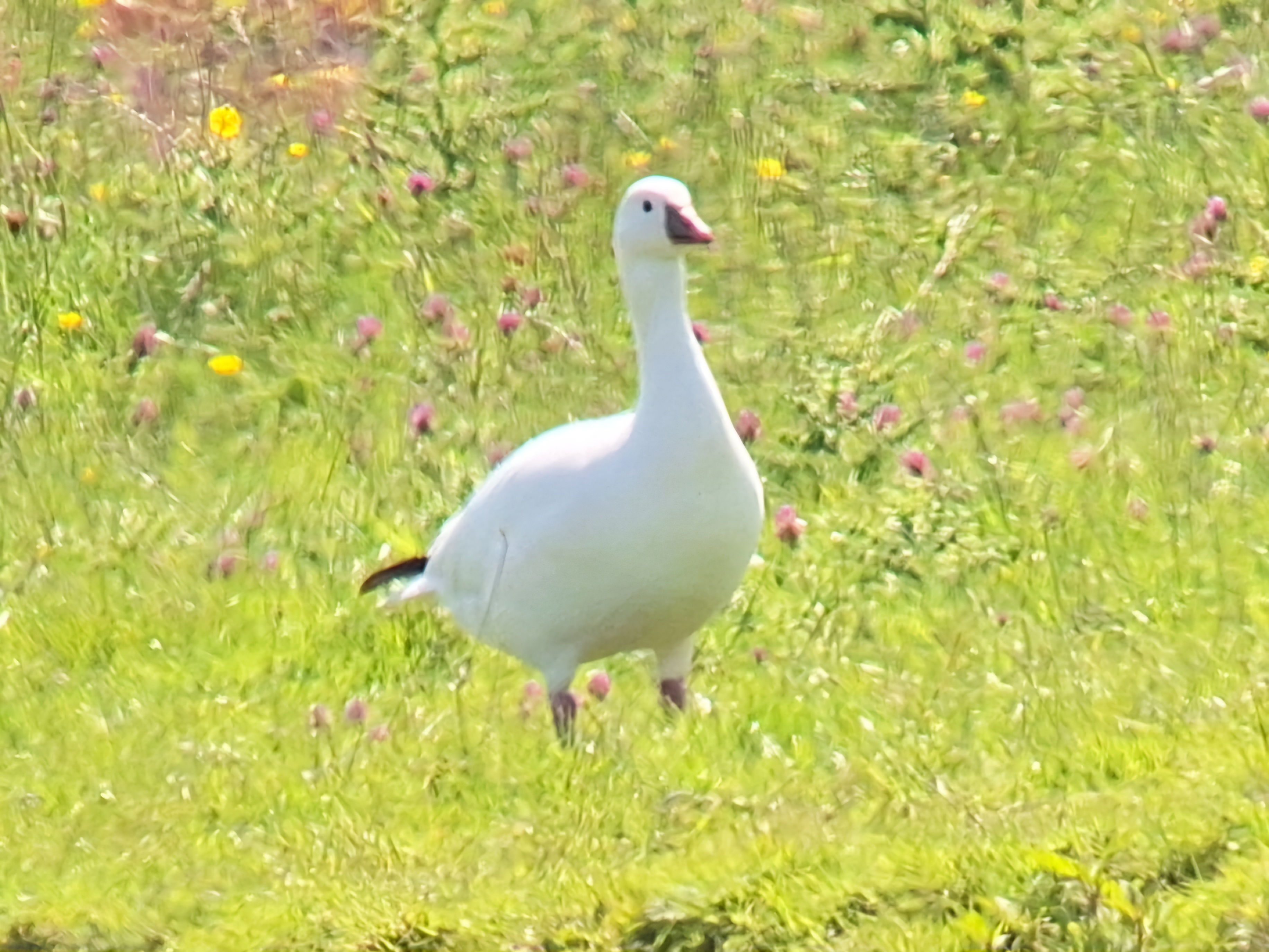Ross's Goose