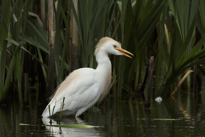 Cattle Egret