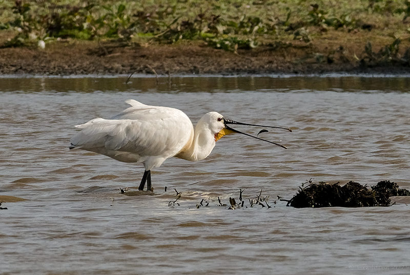 Spoonbill