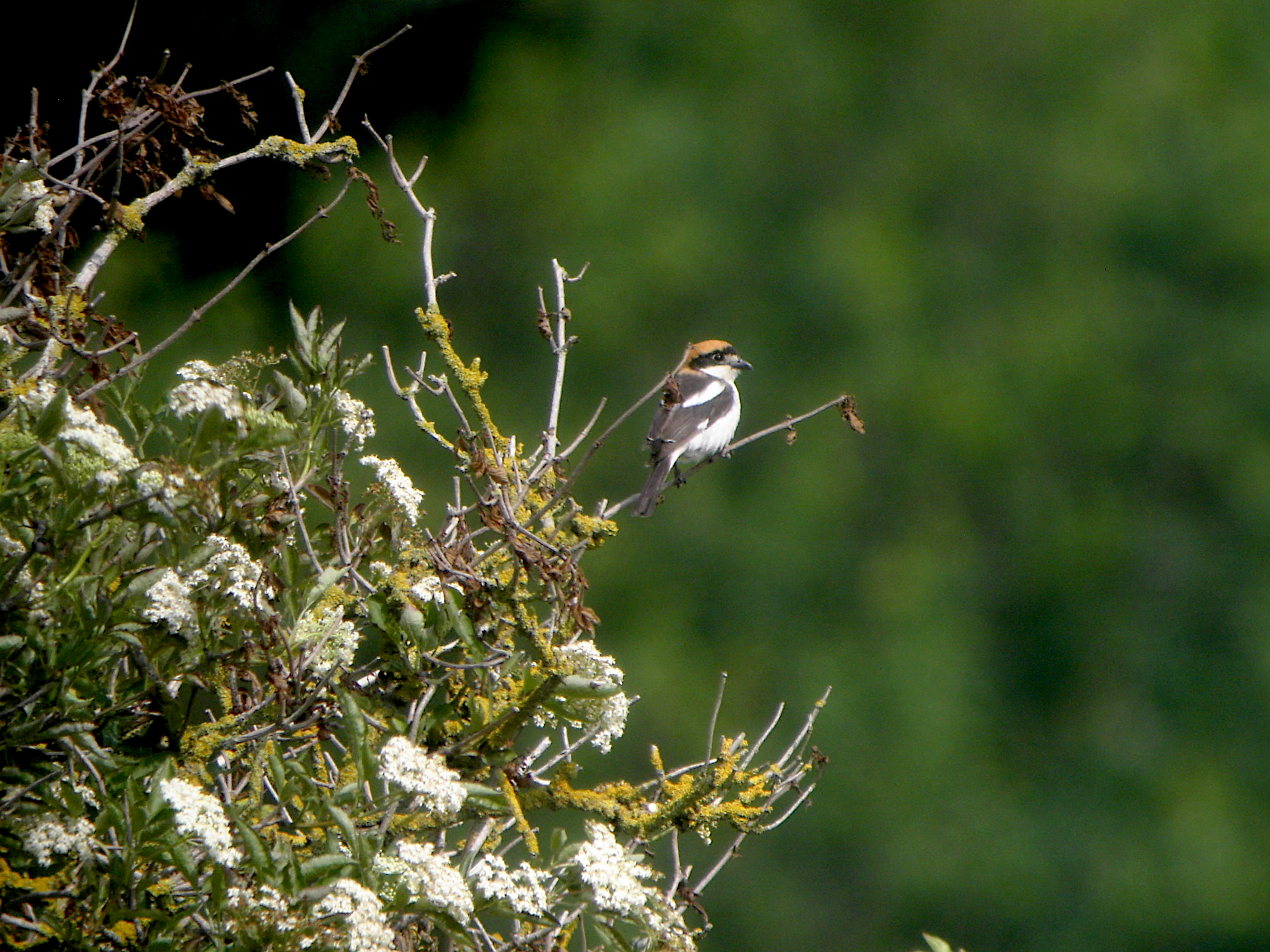 Woodchat Shrike