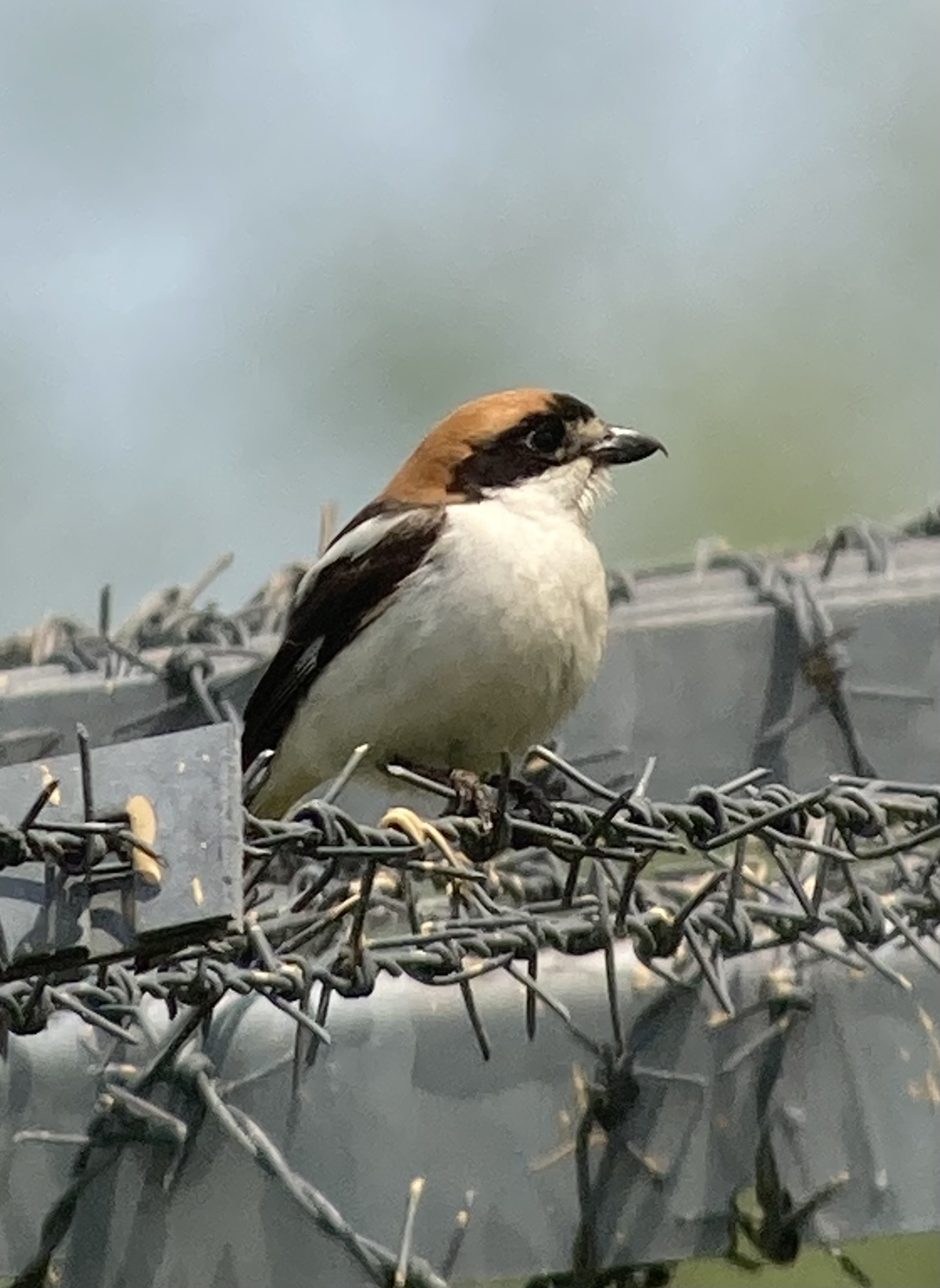 Woodchat Shrike
